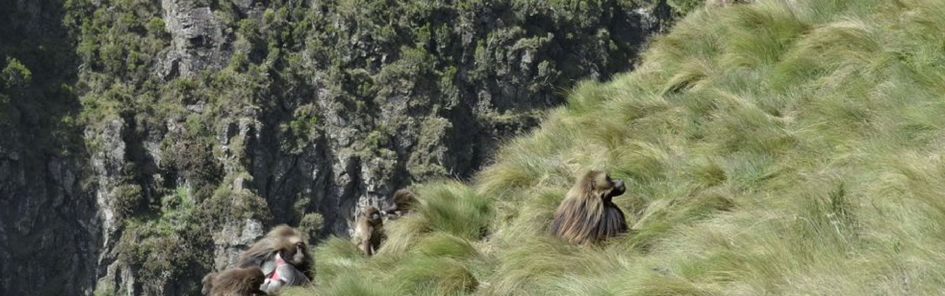  Menze Guassa Eco Trekking Tour ETHTH06